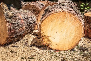 Freshly Cut Logs on the Ground. Selective Focus. clipart
