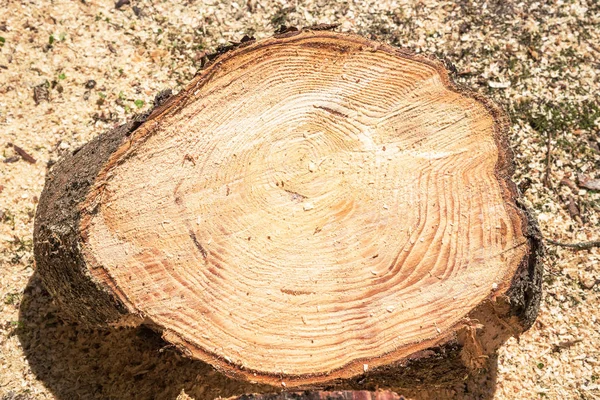 Cerrar Vista Tocón Árbol Textura Madera — Foto de Stock