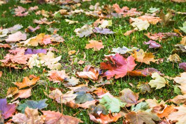 Sonbahar yaprakları bir parkta çim üzerinde. Seçici odak.