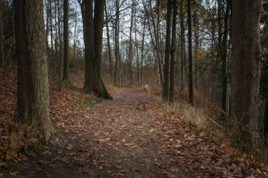Boş yol kaplı ormanda düşmüş yaprakları throgh sonbahar