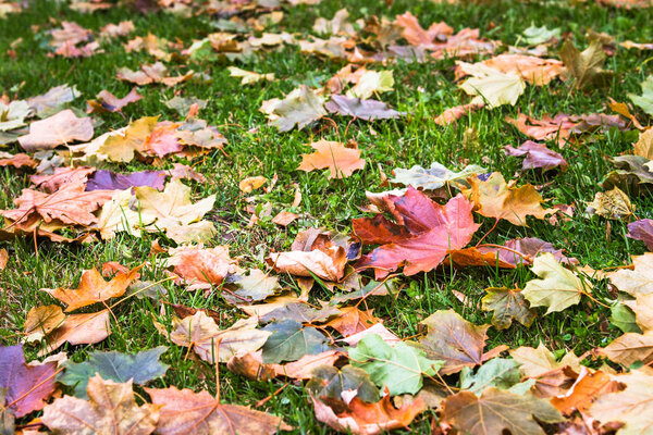 Autumn Leaves on a Grass in a Park. Selective Focus.
