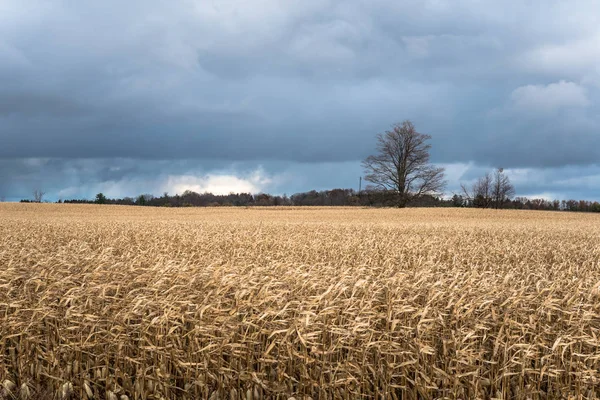 Stürmische Wolken Über Einem Maisfeld Der Landschaft Von Ontario Herbst — Stockfoto