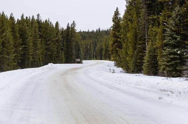 雪蜿蜒的道路穿过松树林在一个阴天的冬天 危险驾驶条件的概念 加拿大 班夫国家公园 — 图库照片