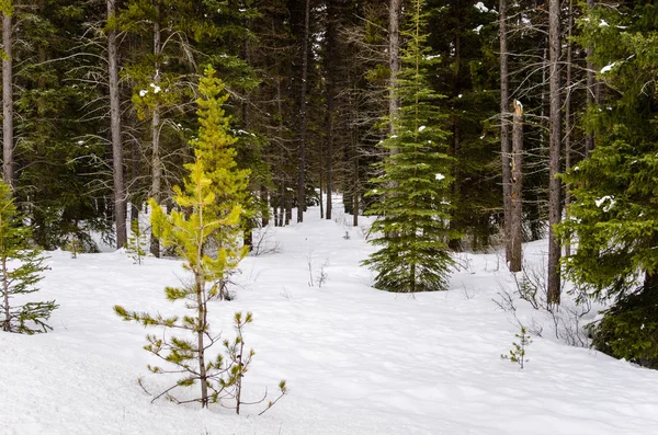 Засніжений Ліс Зимовий Період Національний Парк Банф Канада — стокове фото