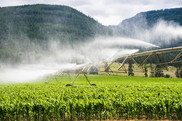 Système Irrigation Par Pivot Arrosant Champ Maïs Par Une Journée — Photo