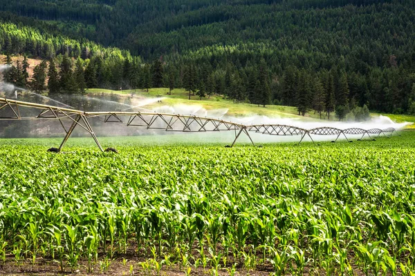 Vista Campo Mais Irrigato Sistema Irrigazione Pivot Una Giornata Sole — Foto Stock