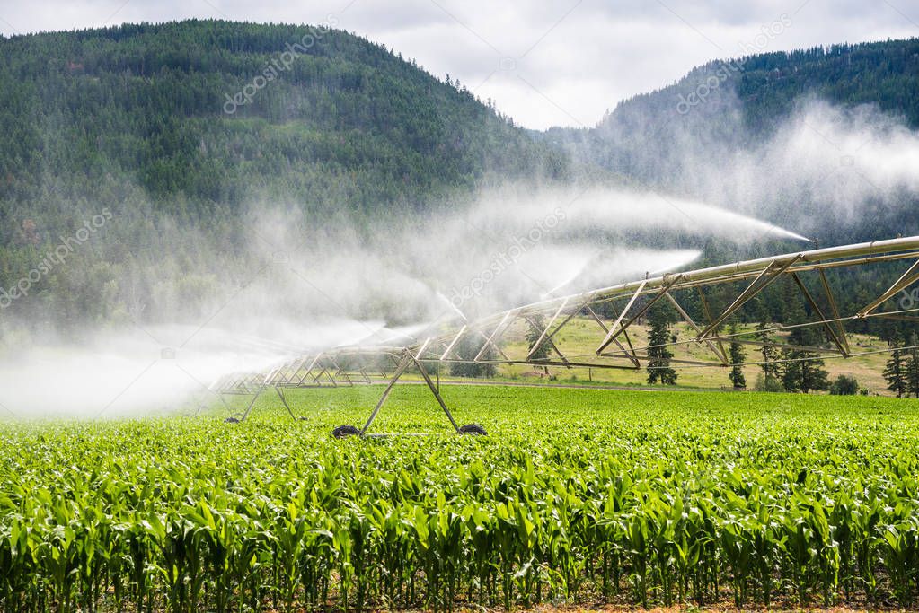 Pivot Irrigation System Watering a Corn Field on a Sunny Day. British Columbia Canada.