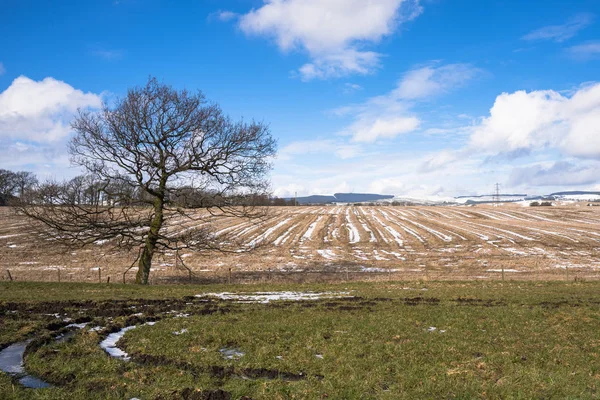 Feld Teilweise Mit Schnee Bedeckt Einem Klaren Wintertag Ein Kahler — Stockfoto