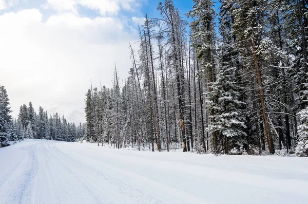 Mountain Road Forest Covered Fresh Snow Winter Morning Banff Canada — Stock Photo, Image