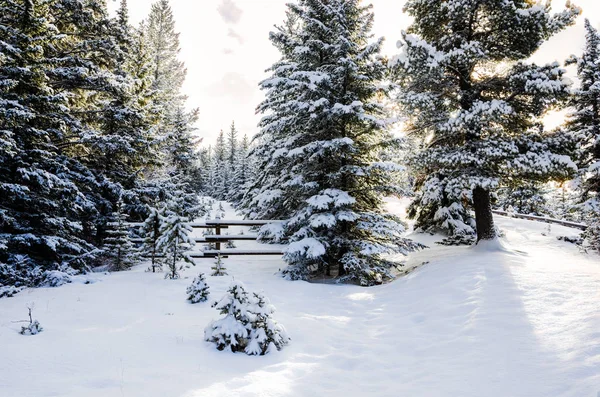 Bos Bedekt Met Verse Sneeuw Met Een Omheind Pad Een — Stockfoto