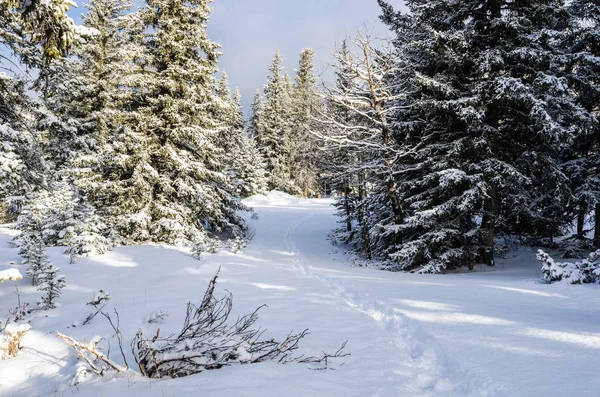 Voetstappen Verse Sneeuw Een Besneeuwd Bos Banff National Park Canada — Stockfoto