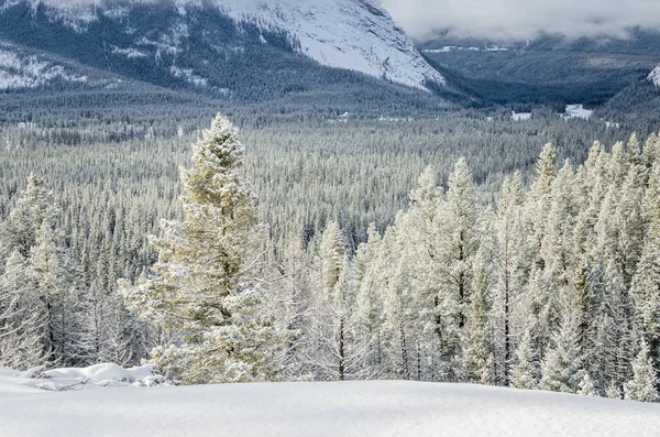 Вид Ліс Покриті Свіжого Снігу Канадських Скелястих Горах Взимку Банф — стокове фото