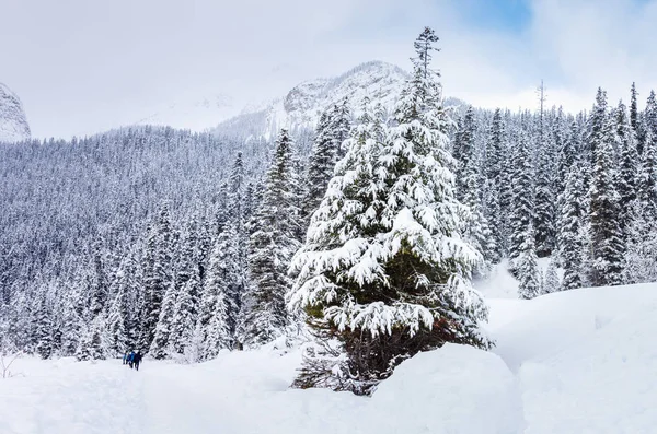 冬の日のカナダのロッキー山脈の雪に覆われた森の中のトレイルを歩いて人々 バンフ国立公園 アルバータ カナダ — ストック写真