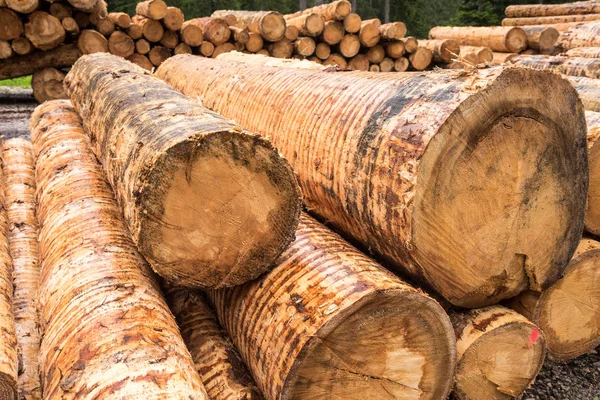 Holzstapel Entlang Einer Forststraße Den Alpen Und Bereit Für Den — Stockfoto