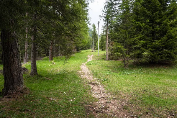 Sentier Étroit Travers Une Forêt Pins Dans Les Alpes Jour — Photo