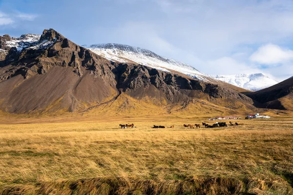 Ferme Isolée Pied Montagnes Imposantes Avec Des Chevaux Dans Champ — Photo