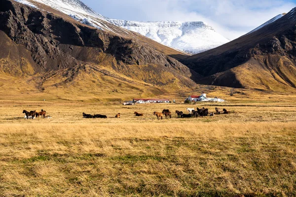 Лошади Пастбище Фермой Игрушками Заднем Плане Исландии Солнечным Утренним Утром — стоковое фото