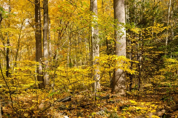 Sonbaharda Bir Ormandaki Yaprak Döken Ağaçlar Southford Falls State Park — Stok fotoğraf