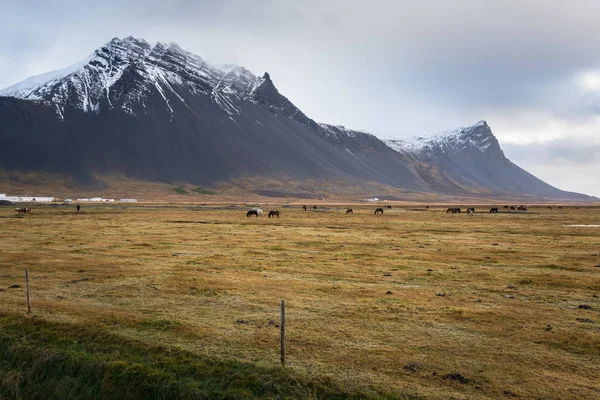 Hästar Betar Ett Fält Med Vackra Vulkaniska Berg Island Grumlig — Stockfoto