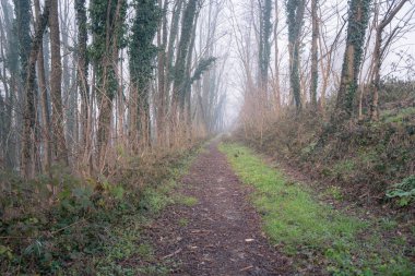 Soğuk bir kış sabahı sisin içinde kefen bir ormandaki dar yol