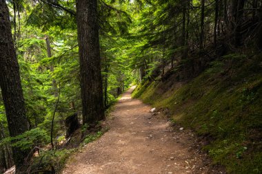 Güneşli bir yaz gününde bir ormanı terk edilmiş Mountainsidetrail. Glacier Ulusal Parkı, Bc, Kanada.
