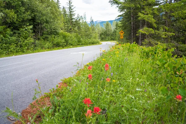 Wild Flowers along a Deserted Mountain Road in Summer