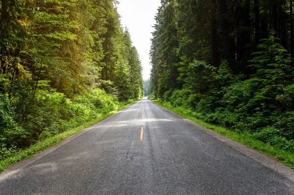 Krásná Cesta Lesem Při Západu Slunce Přístav Renfrew Vancouver Island — Stock fotografie