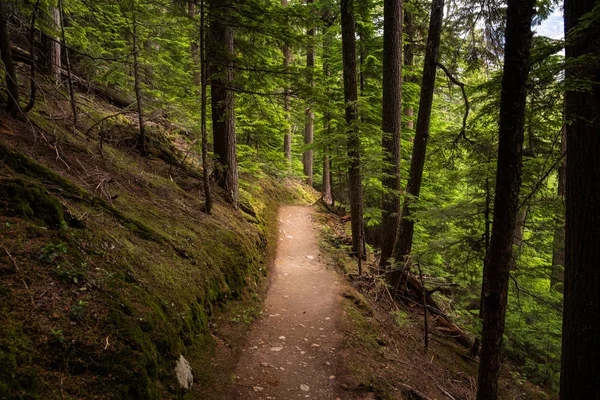 Deserted Mountainside Trail Tall Forest Trees Summer Day Concept Exploration — Photo