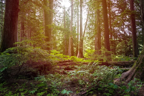 Belle Forêt Pins Chaleureusement Éclairée Par Afrtenoon Summer Sunlight Parc — Photo