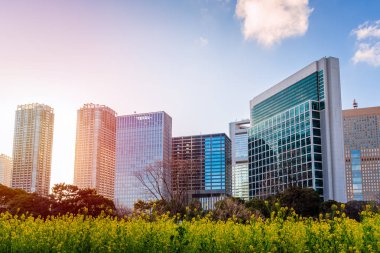 Gün Batımında Ön Planda Sarı Çiçeklerle Tokyo Şehir Merkezindeki Yüksek Katlı Binaları Görüntüleyin