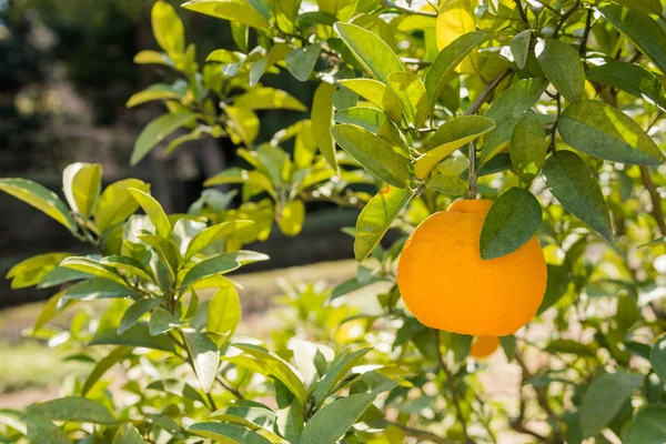 Close up of a Orange Tree on a Sunny Spring Day. Selective Focus.