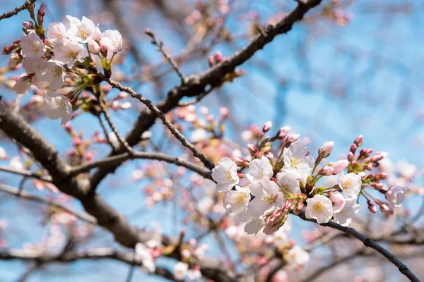 Ramo Pieno Fiori Ciliegio Fiore Contro Blue Sky Una Sunny — Foto Stock