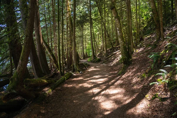 View of a deserted path through a thick forest on a sunny summer day. Squamish, BC, Canada.