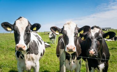Dairy Cows in a Fenced Grassy Field on a Clear Summer Day. Peterhead, Scotland, UK. clipart