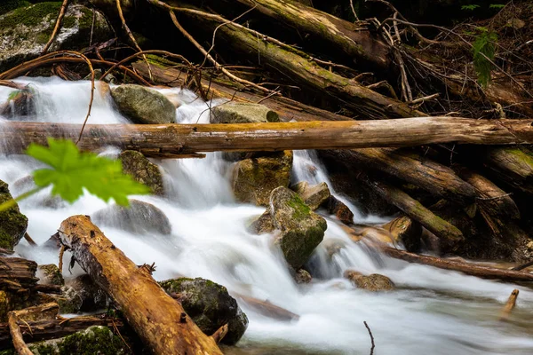 Foto Van Een Afgelegen Kleine Waterval Een Bos Mount Revelstoke — Stockfoto