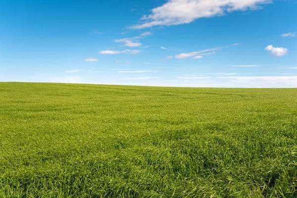 Vista Campo Cebada Campo Escocia Claro Comienzo Del Día Verano — Foto de Stock