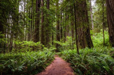 Kaliforniya'da ıssız bir patika trhough bir kıyı sekoya sekoya ormanı. Redwood Ulusal Parkı, Ca, Amerika Birleşik Devletleri.