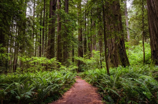 Chemin Randonnée Déserté Traversant Une Forêt Côtière Séquoias Californie Redwood — Photo