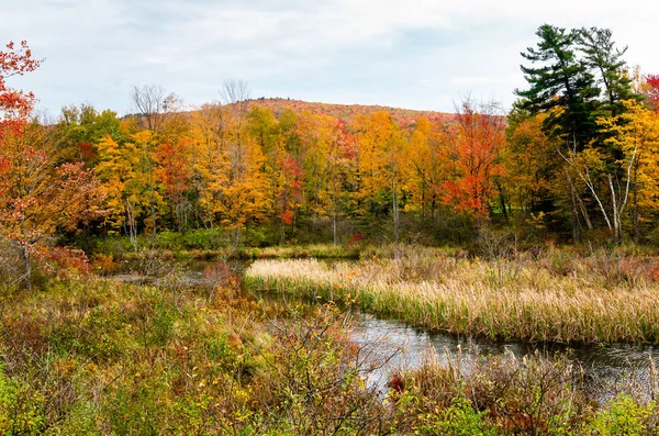 Bela Paisagem Outono Com Pântano Primeiro Plano Dia Nublado Berkshires — Fotografia de Stock