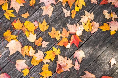 Sonbahar yapraklarıyla kaplı bir tahta yolun ayrıntıları. Sonbahar arkaplanı olarak kullanışlı.