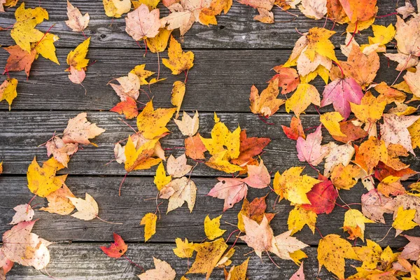 Close Colourful Fallen Leaves Boardwalk Autumn Background — Stock Photo, Image