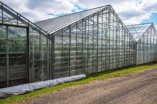 Exterior Geothermal Heated Greenhouses Growing Tomatoes Other Vegetables Iceland Cloudy — Stock Photo, Image