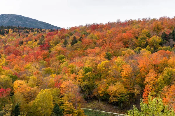 Bosque Caducifolio Colorido Ladera Cima Del Follaje Otoño Día Nublado —  Fotos de Stock