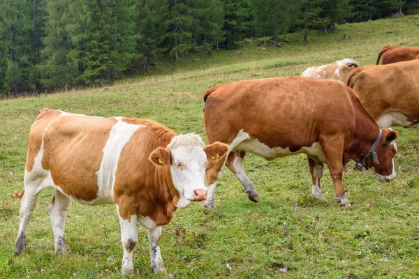 Cattle High Mountain Pasture Alps Summer — Stock Photo, Image