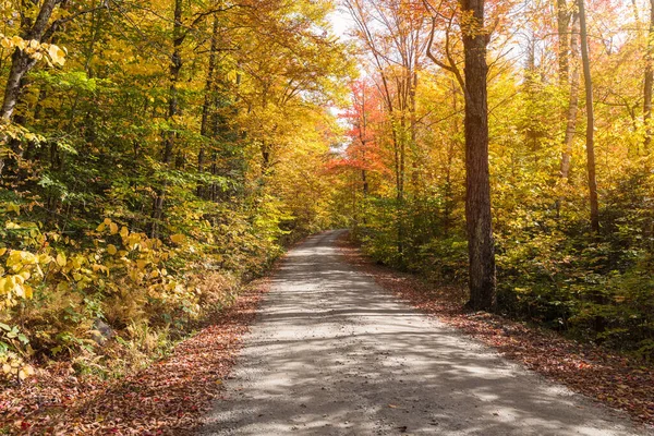 Árvores Outono Longo Uma Estrada Terra Estreita Dia Ensolarado Groton — Fotografia de Stock