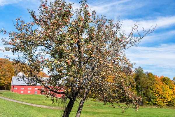 Photo Apple Tree Traditional Wooden Barn Background Clear Autumn Day — Stock Photo, Image