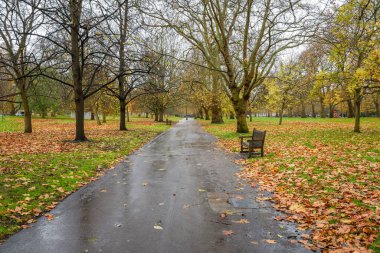 Aralık başında yağmurlu bir günde, yapraklarla kaplanmış çimlerle kaplı boş ahşap banklarla dolu bir patika. Hyde Park, Londra, İngiltere, İngiltere.