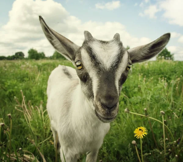 Retrato de una cabra graciosa en el prado — Foto de Stock