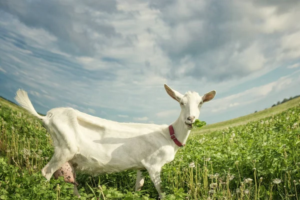 Capra mangia erba sul prato verde estivo — Foto Stock