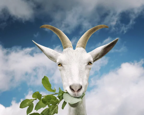 Retrato de cabra come grama no fundo do céu — Fotografia de Stock